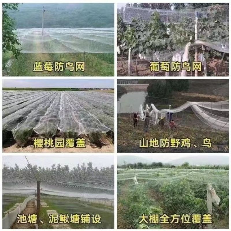 防鸟网尼龙加粗大棚果树樱桃专用葡萄稻谷果园养殖鱼塘尼龙网
