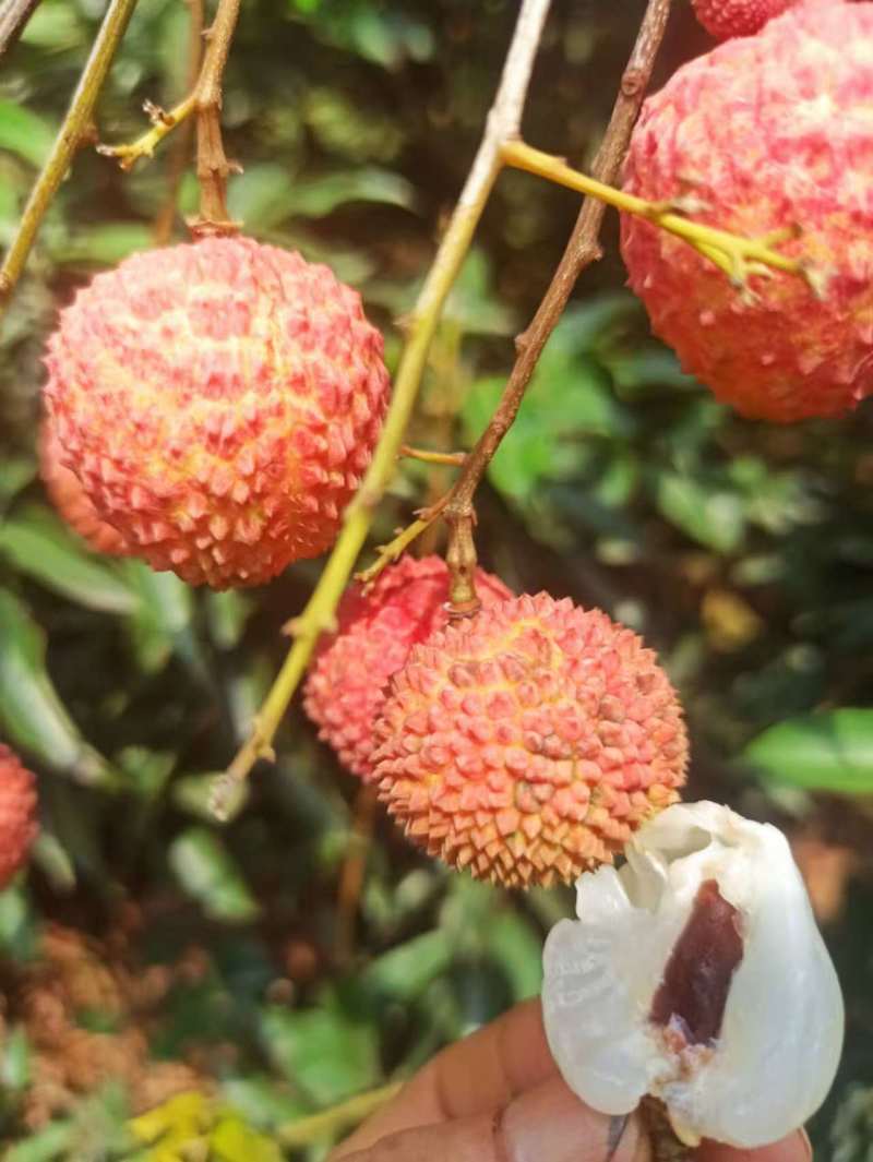 粤西桂味，电商A级果，下单就上园采摘