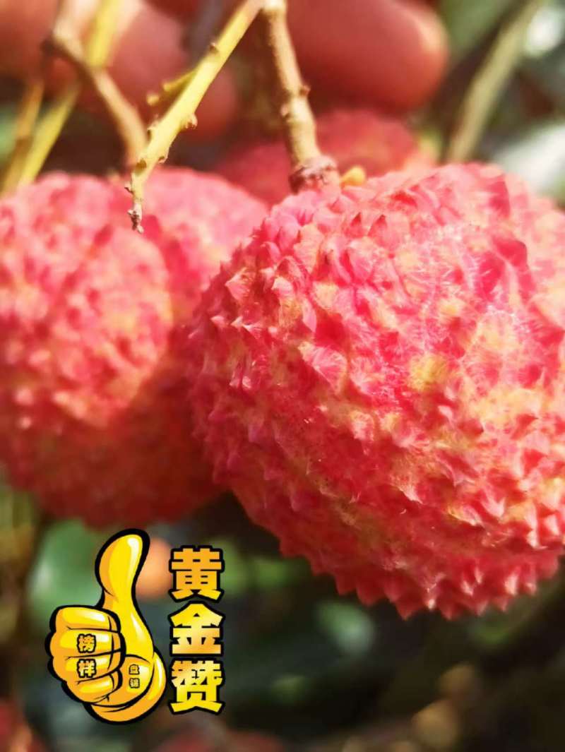 粤西桂味，电商A级果，下单就上园采摘