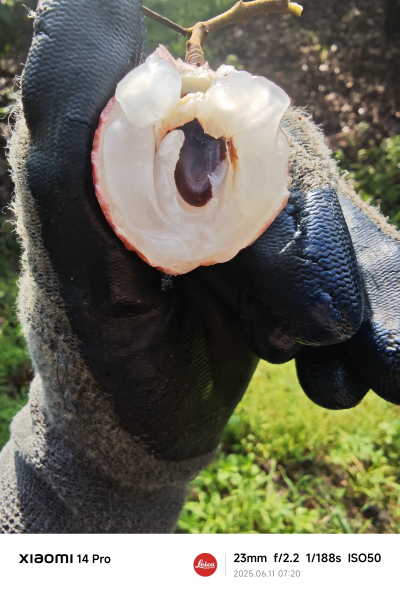 粤西桂味，电商A级果，下单就上园采摘