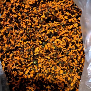 昆仑雪菊
