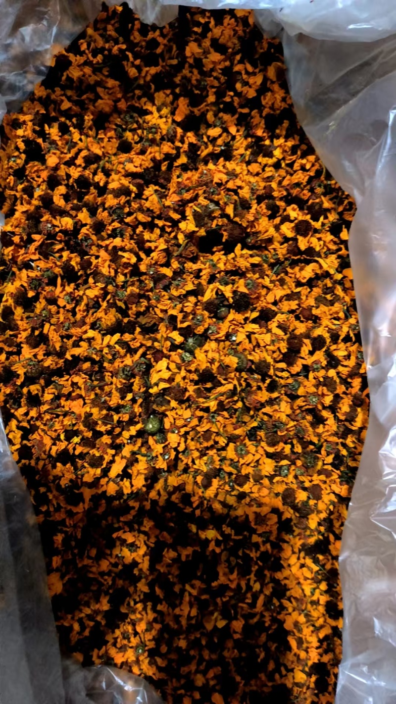 昆仑雪菊