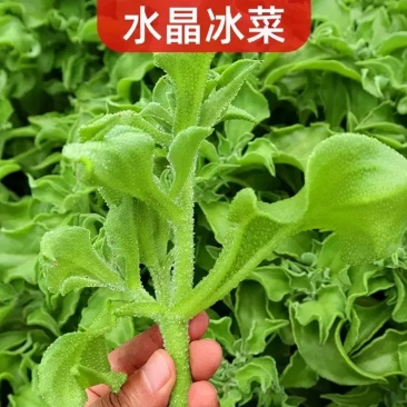 冰菜