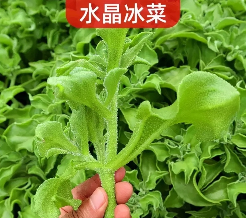 冰菜