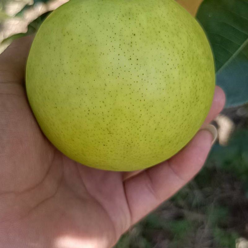 翠玉