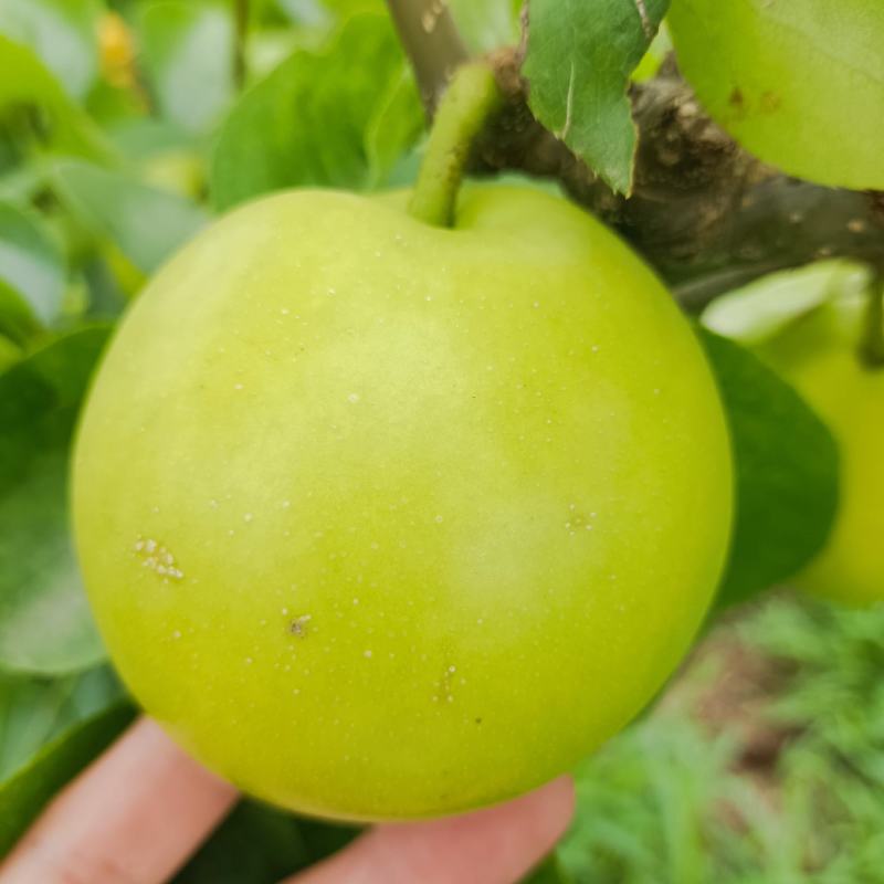 翠玉