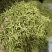 大量出售山银花茶花