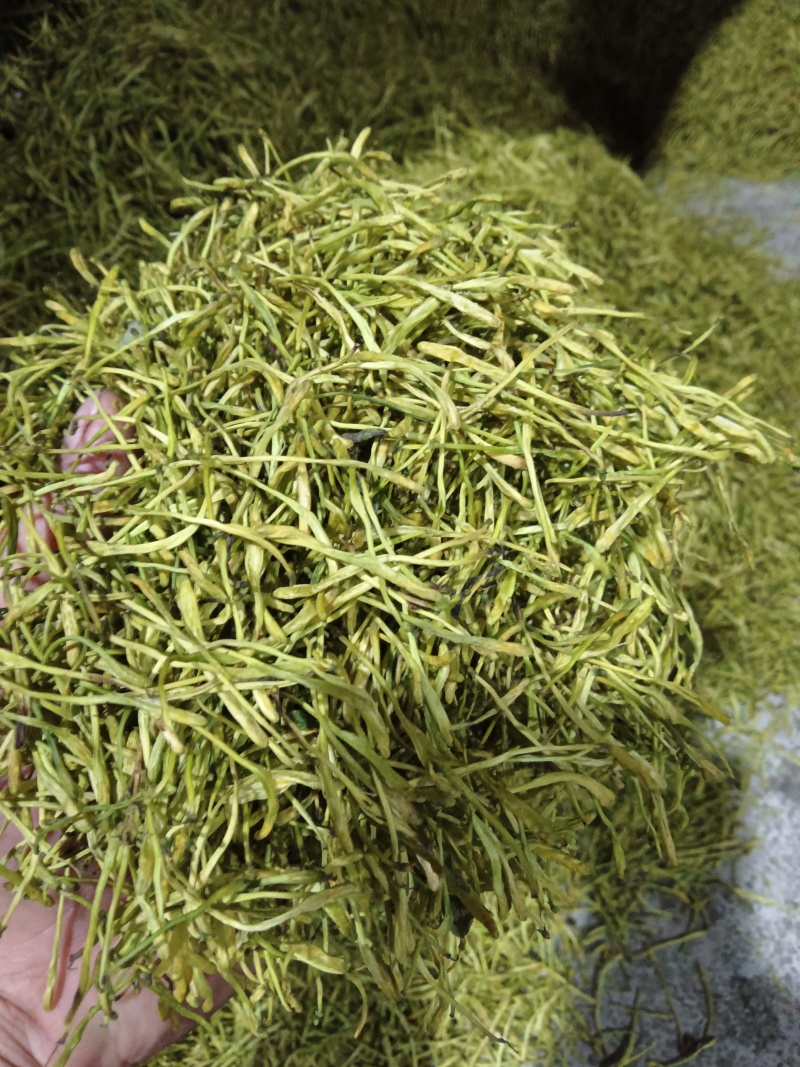 大量出售山银花茶花