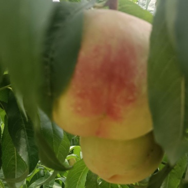 仓方桃