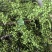 江津九叶干花椒