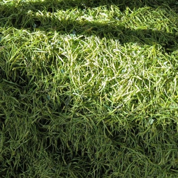 大量出售山银花茶花