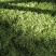 大量出售山银花茶花