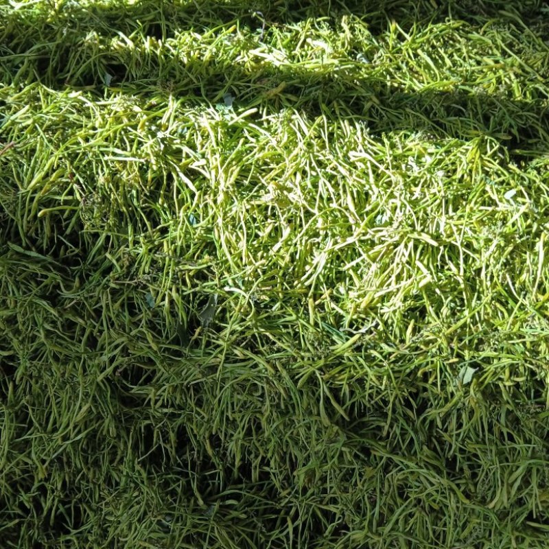 大量出售山银花茶花