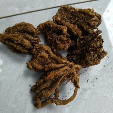 重庆黄水黄莲