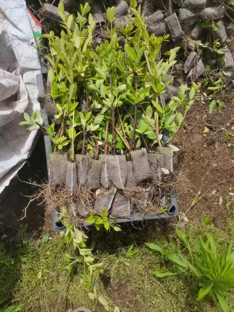 金银花苗，营养杯苗。免费技术指导，成活率高。