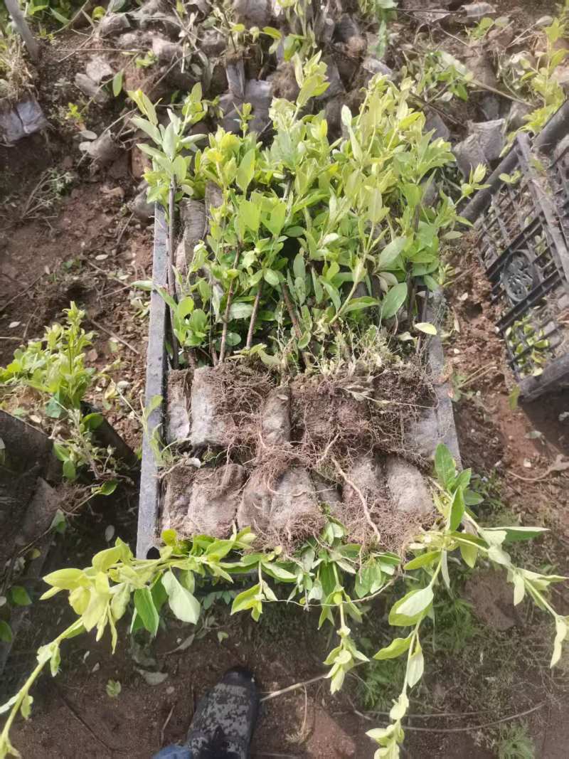 金银花苗，营养杯苗。免费技术指导，成活率高。
