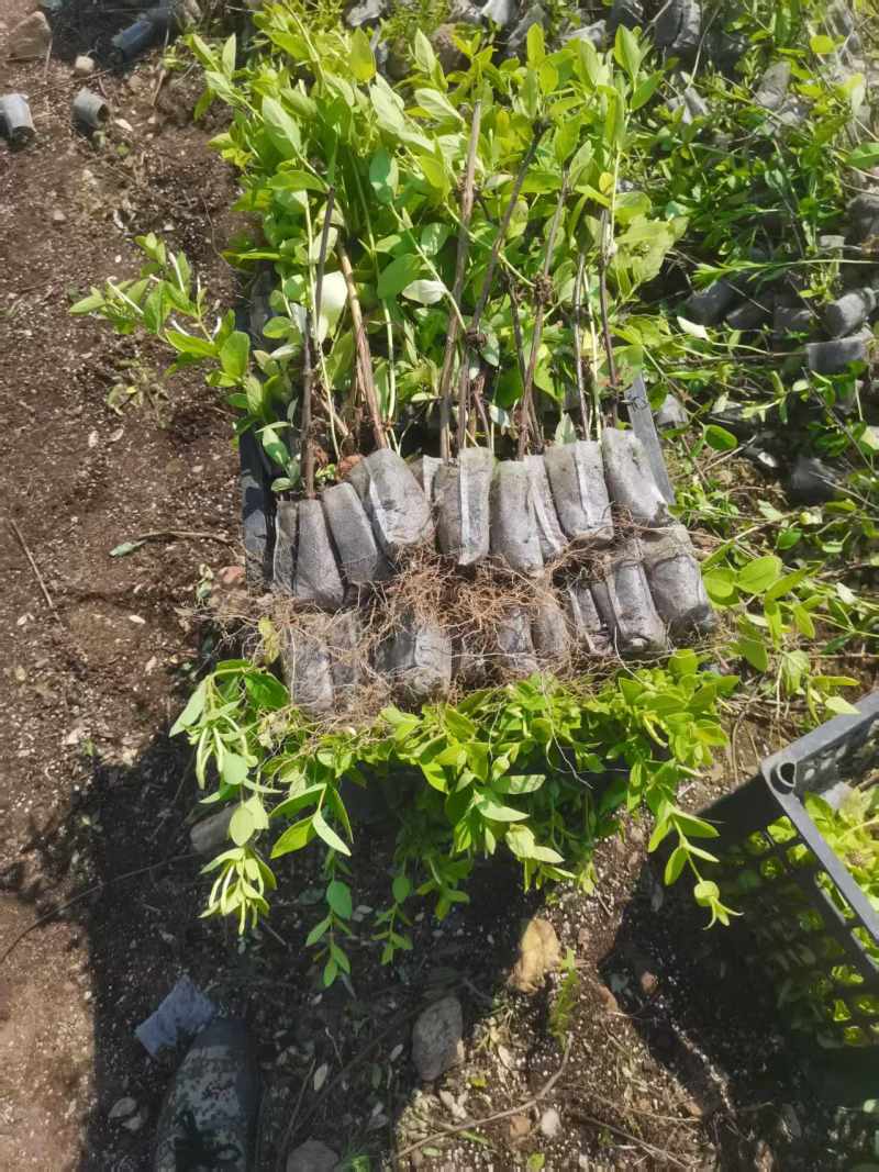 金银花苗，营养杯苗。免费技术指导，成活率高。