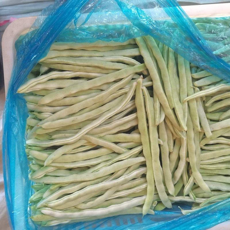 精品白豆角！大量上市