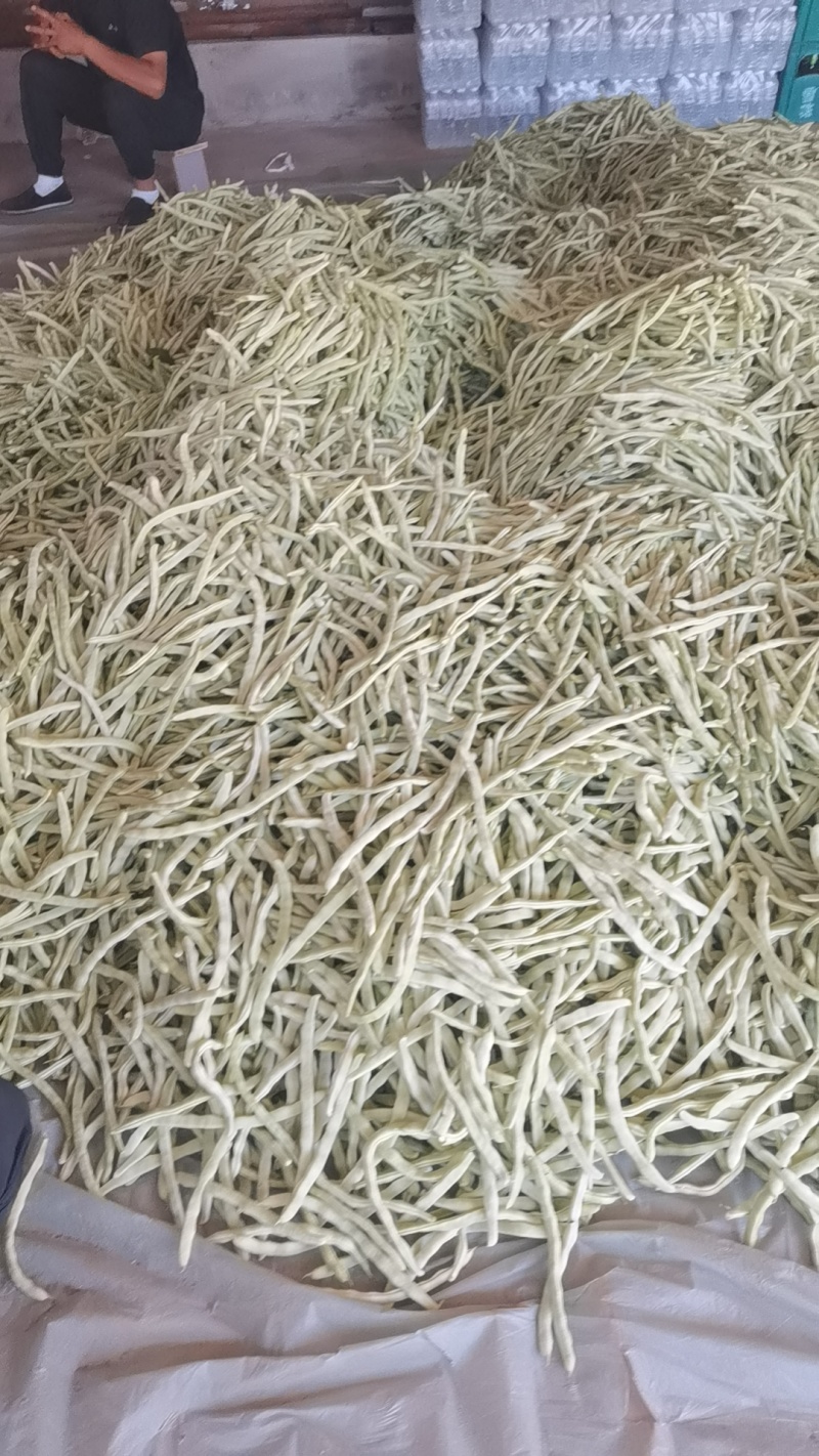 精品白豆角！大量上市