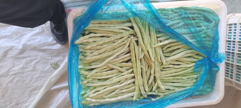 精品白豆角！大量上市