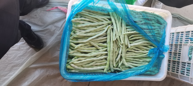 精品白豆角！大量上市
