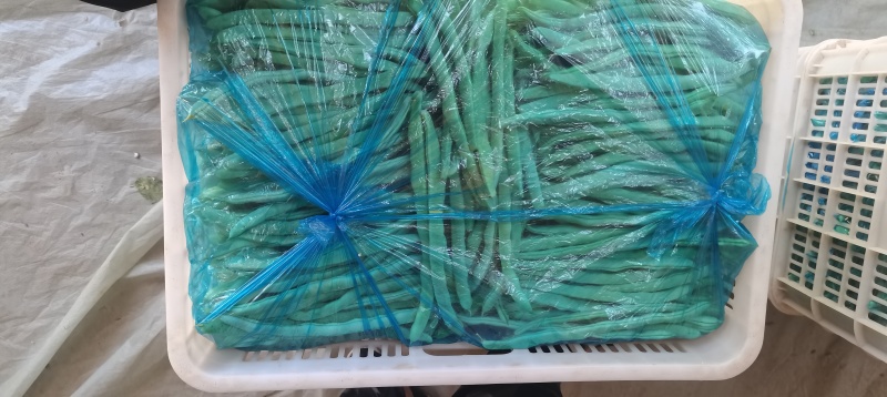 精品白豆角！大量上市
