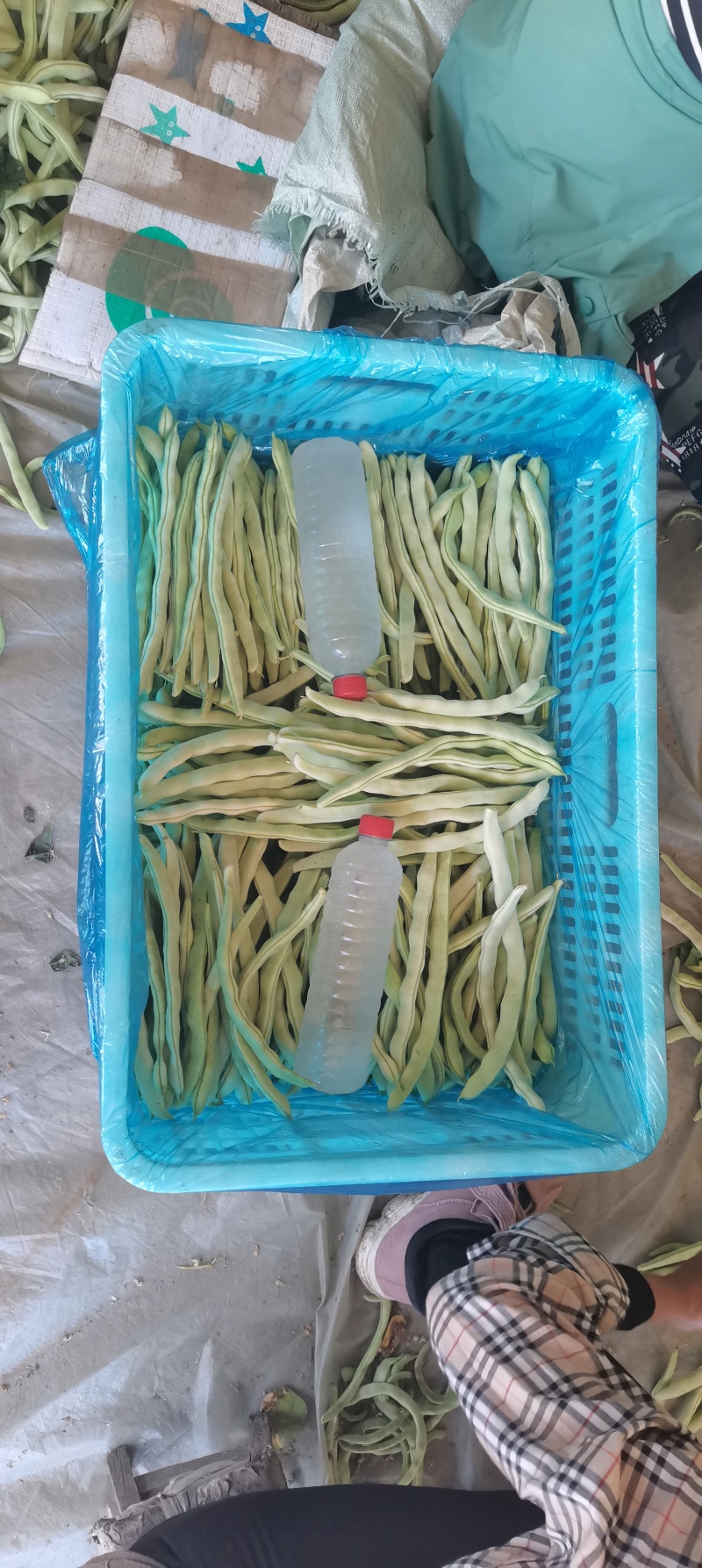 精品白豆角！大量上市