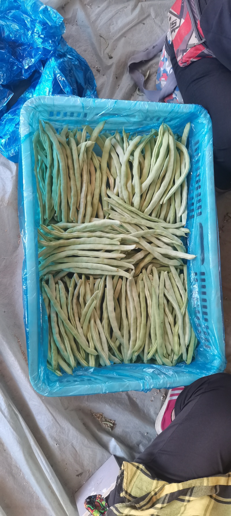 精品白豆角！大量上市