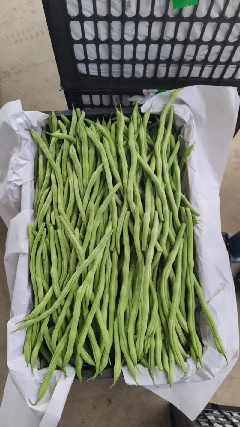 产地大量上市精品架豆王！