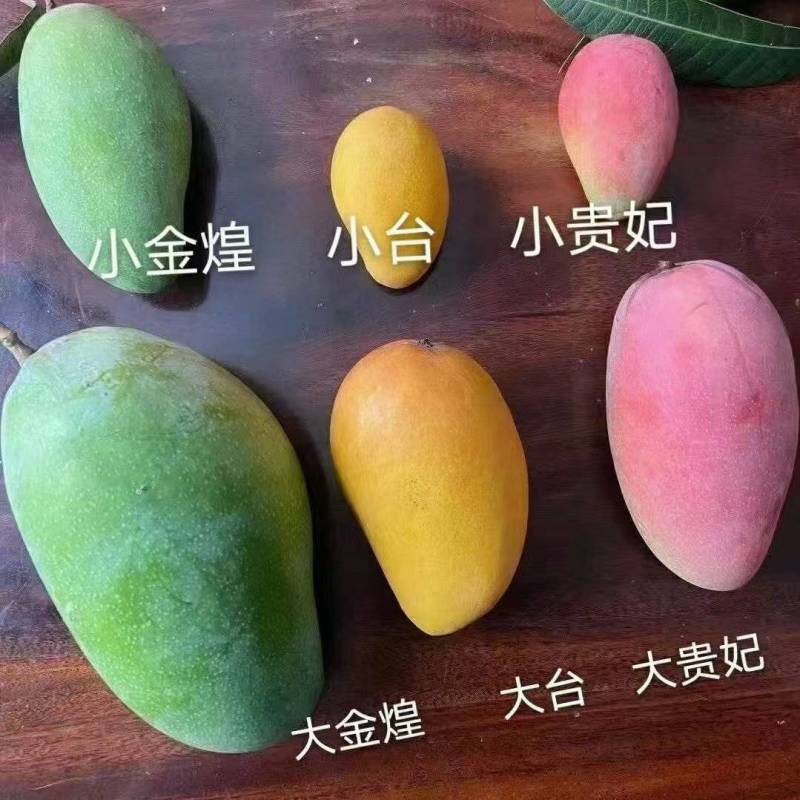 香芝上市有贵妃，金皇，台农，桂七大量供应