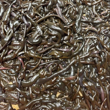 钓鱼专钓江团鮰鱼南方黑条（蚂蝗）