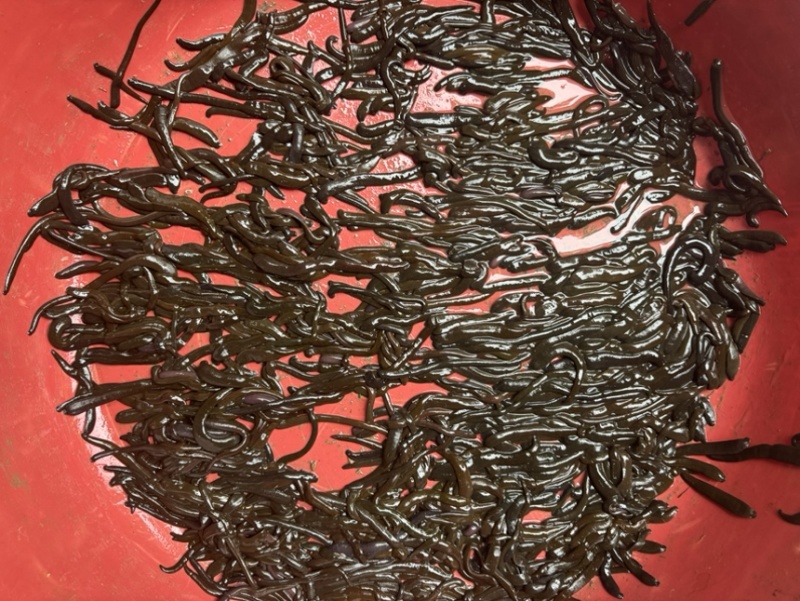 钓鱼专钓江团鮰鱼南方黑条（蚂蝗）