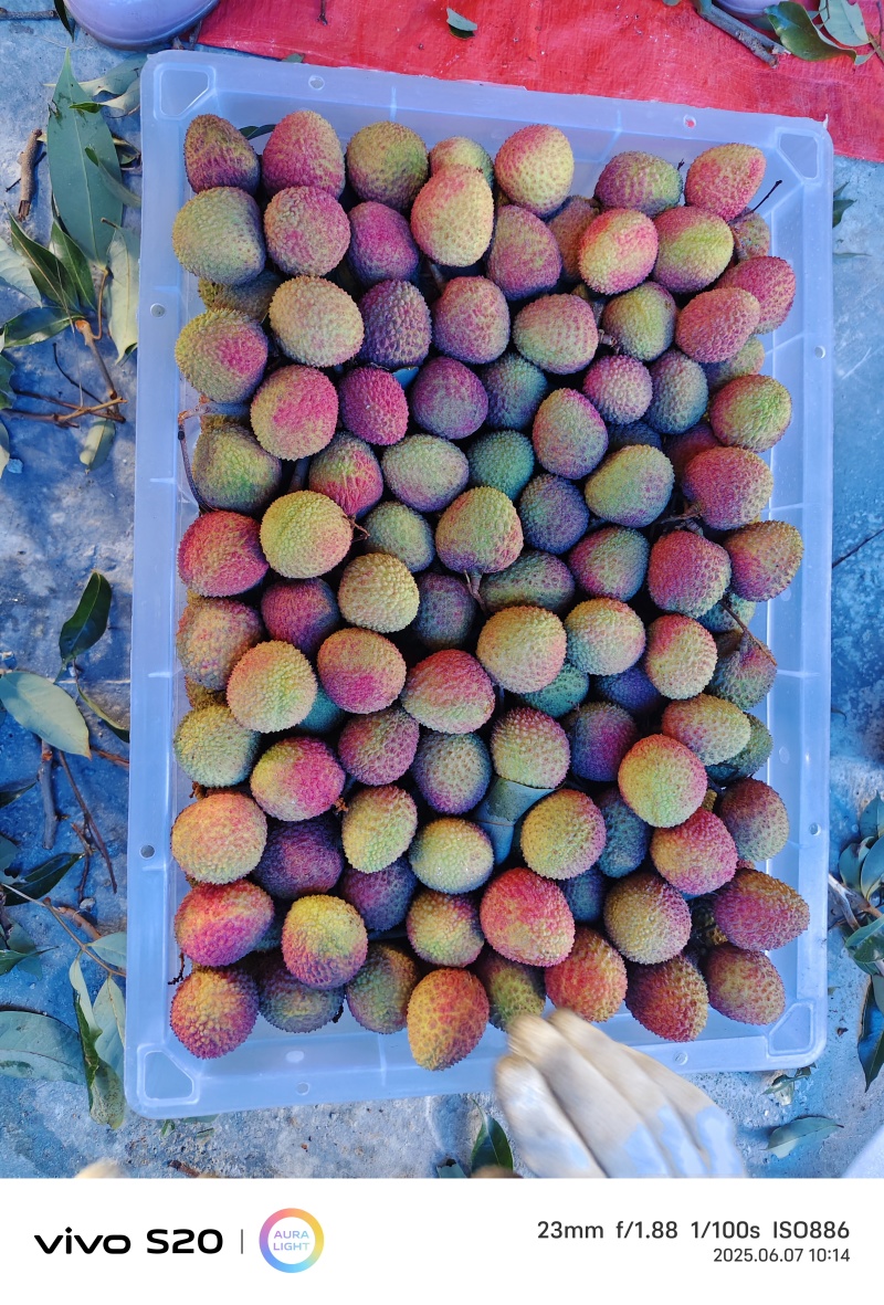 妃子笑荔枝