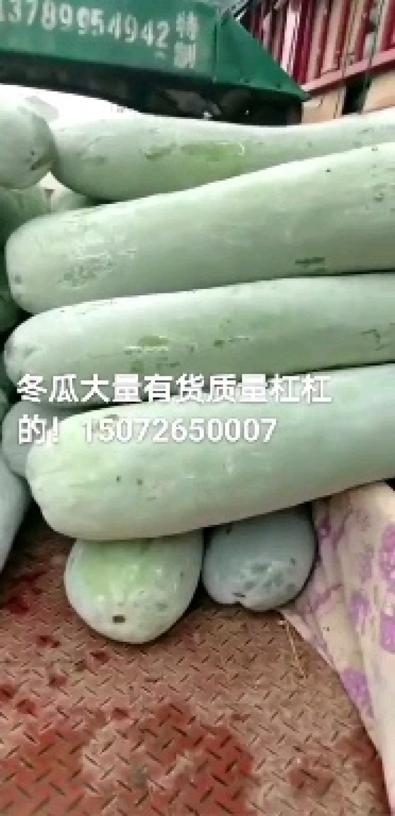 本地冬瓜大量上市，各种规格都有需要的老板联系了