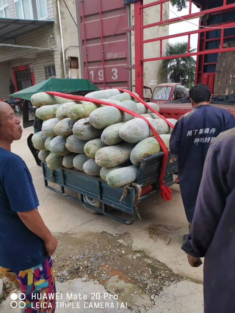 本地冬瓜大量上市，各种规格都有需要的老板联系了