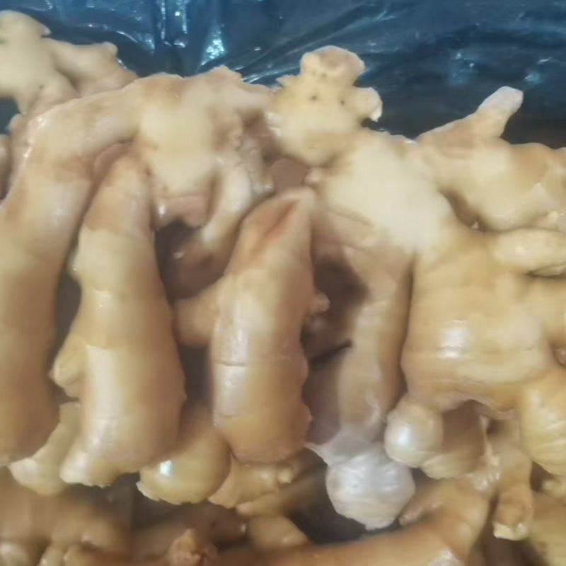 山东精品姜
