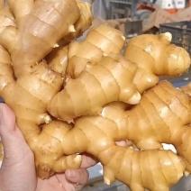 山东精品大姜