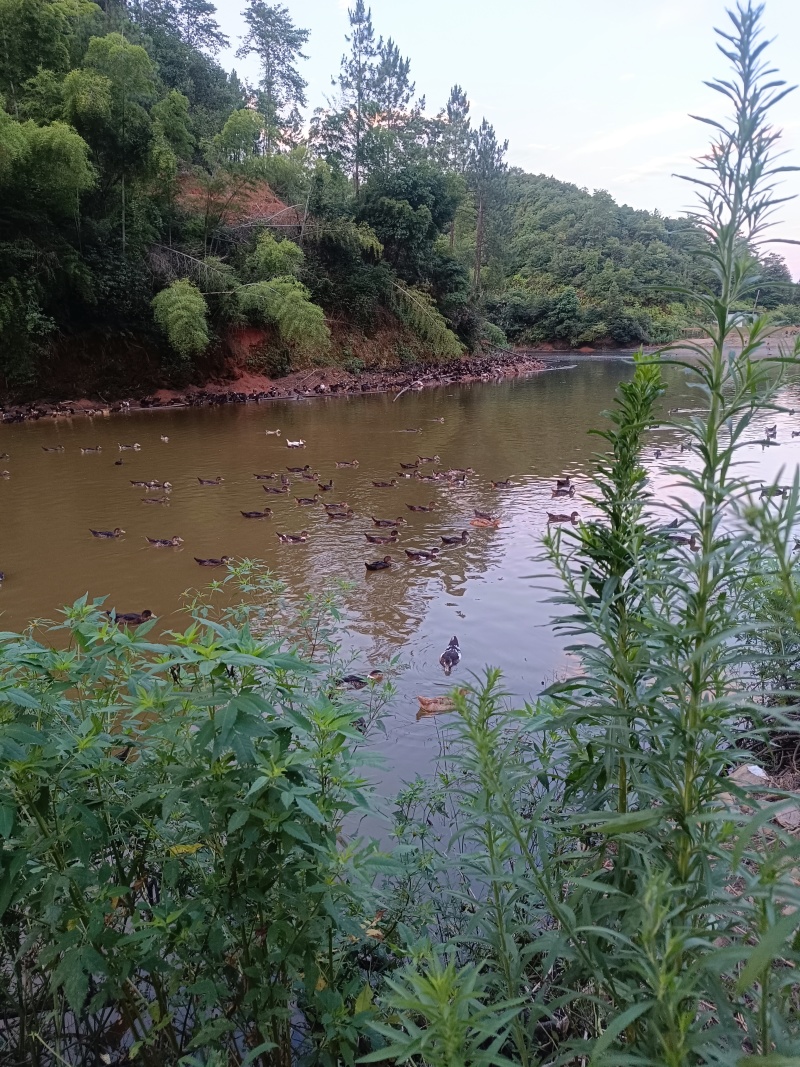 江西翻鸭