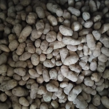 恩施土豆马尔科