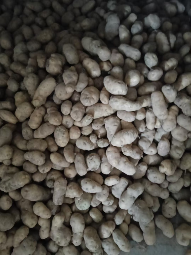 恩施土豆马尔科