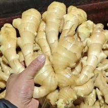 精品莱州大姜