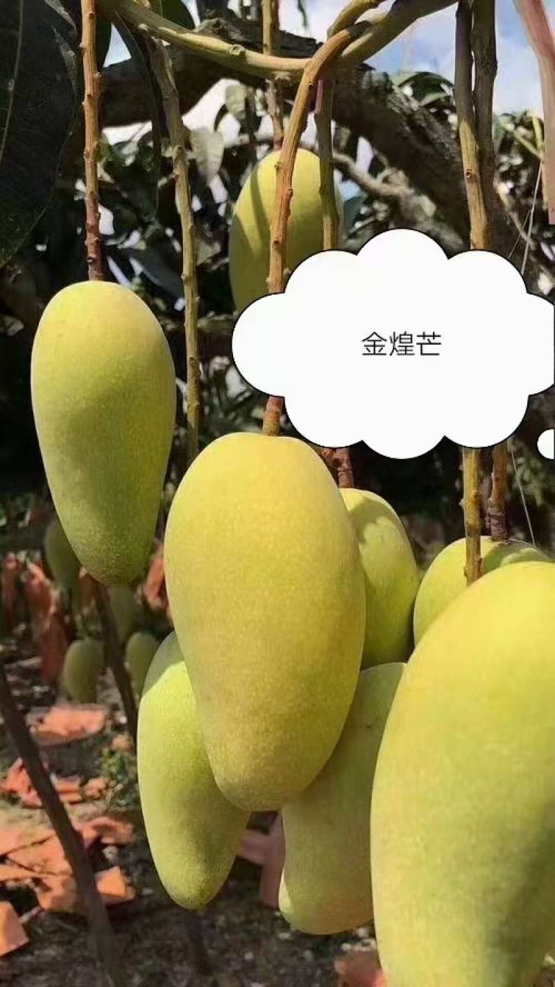 超大金煌芒果苗，基地直接发货，嫁接果大肉甜，死苗补发包活