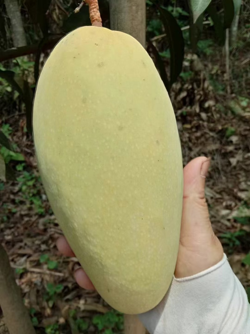 超大金煌芒果苗，基地直接发货，嫁接果大肉甜，死苗补发包活