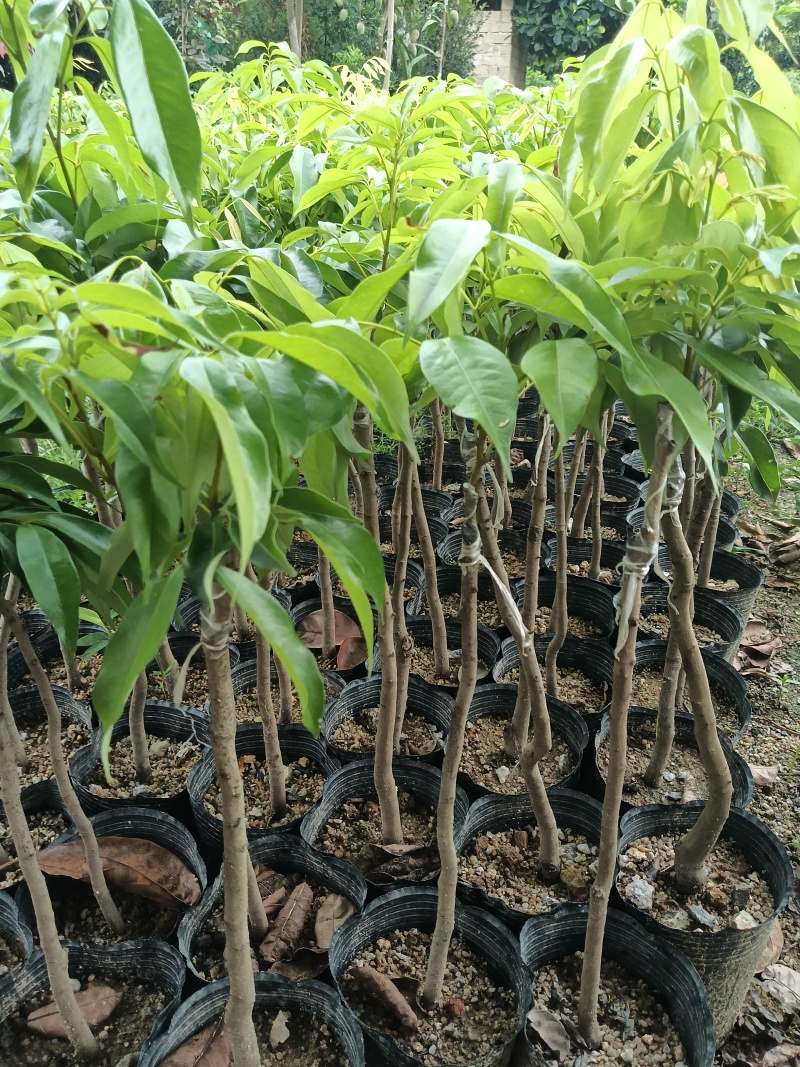超大金煌芒果苗，基地直接发货，嫁接果大肉甜，死苗补发包活
