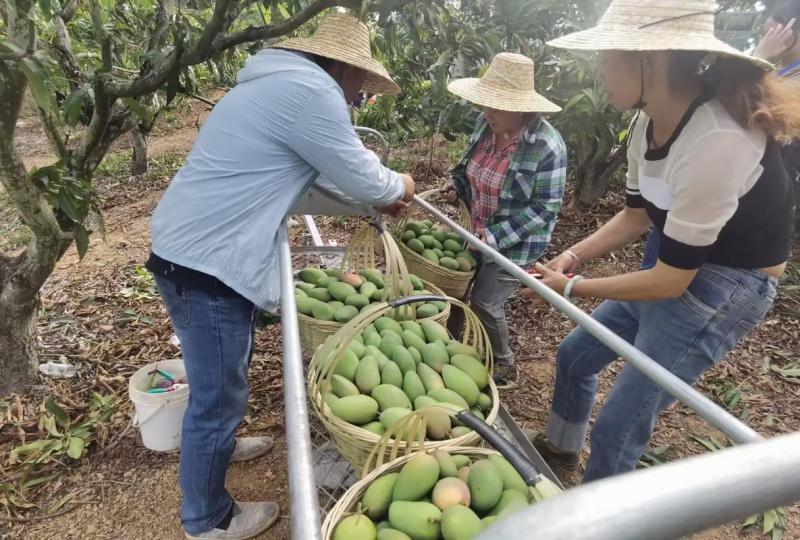 元谋芒果代办，需要联系***********
