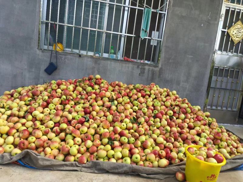 山东【鲁丽苹果】产地大量上市，果园现摘，保证质量，价格便