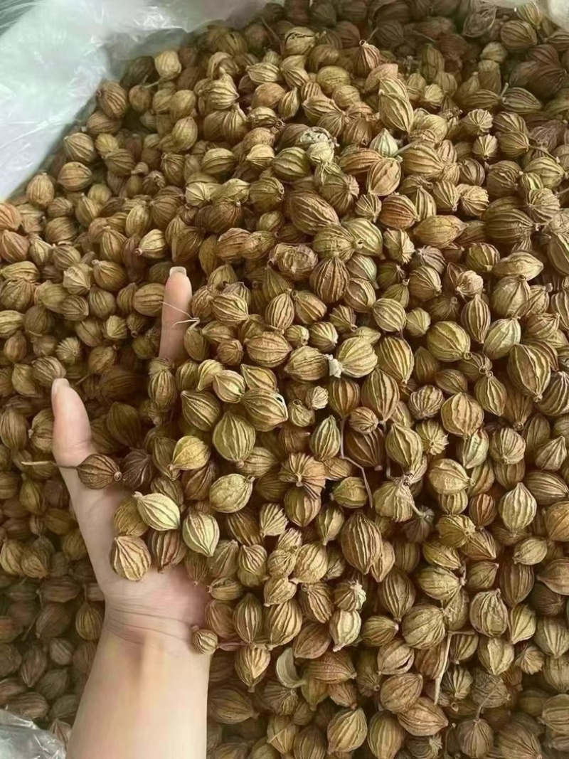 香砂四川香砂开口率低，颜色金黄鲜艳。