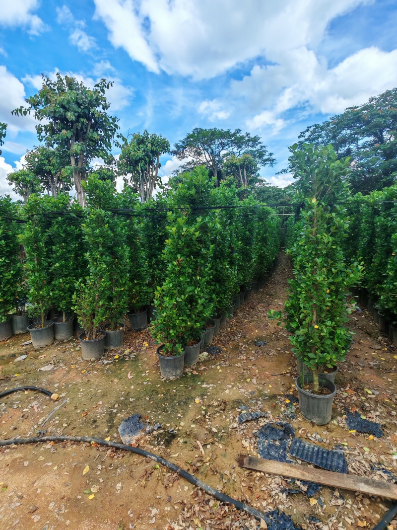 火山榕1.5米-2.5米各规格有量供应