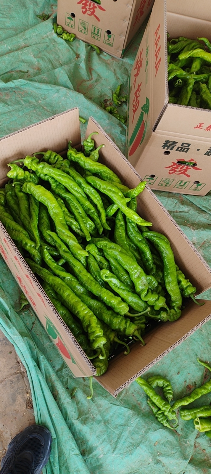 精品辣椒鲜辣椒青椒螺丝椒长期供货全国发货对接市场商超