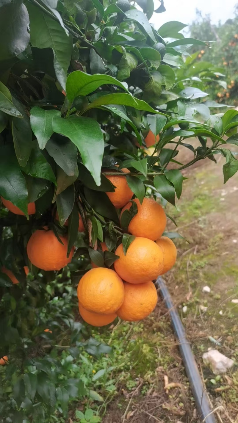 云南高山沃柑，品质保证，都是优质果